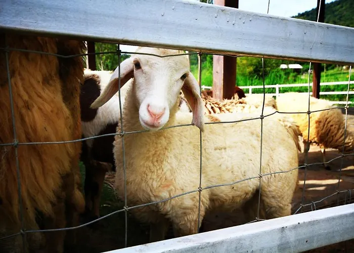 Aristo Chic & Farm รีสอร์ท